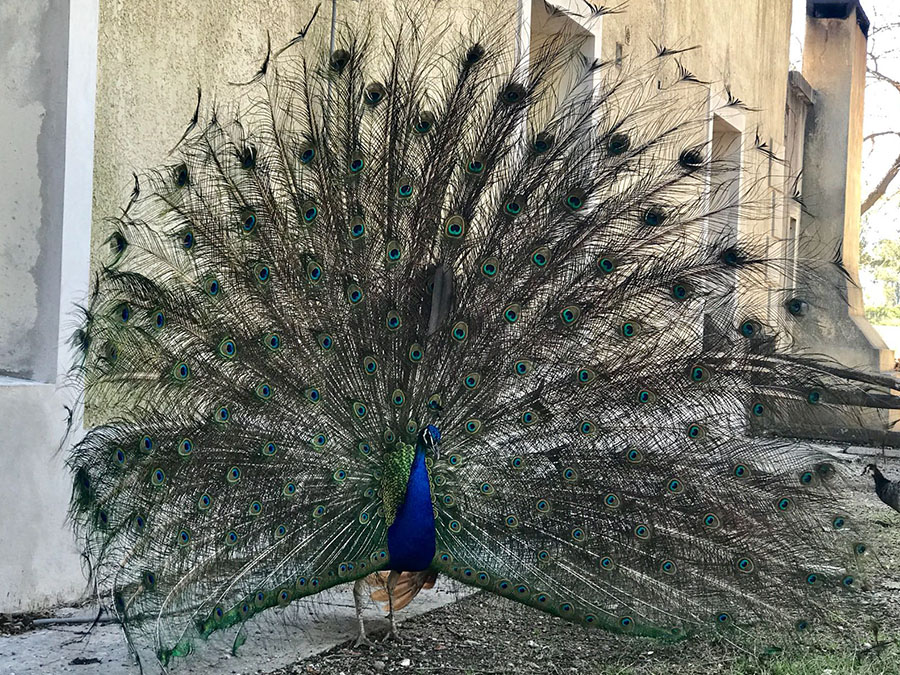 Pavo Real